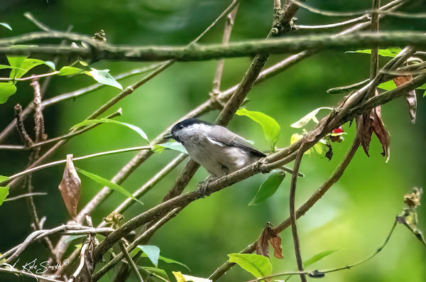 Marsh tit