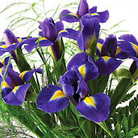 Classic Blue Iris Bouquet