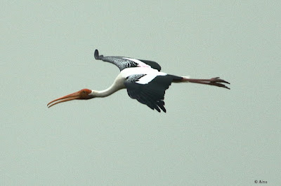 Painted Stork