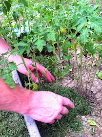 grass clippings as fertilizer