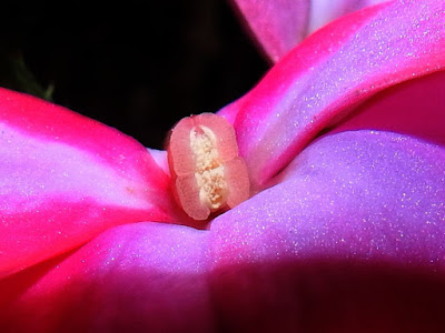 新幾內亞鳳仙花的雄蕊