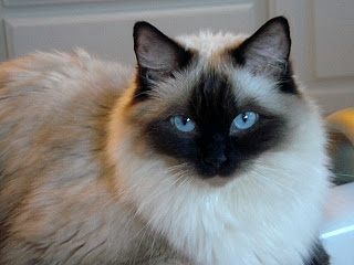 ragdoll cats breed pets animal wallpaper picture