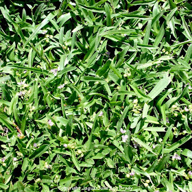 That mystery weed with tiny lavender-purple flowers closeup