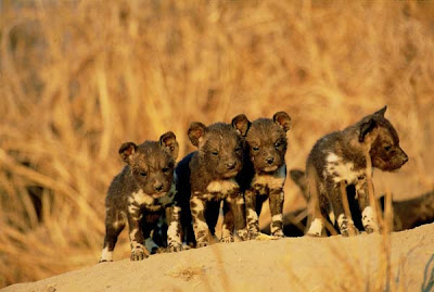 African Painted dog Puppies