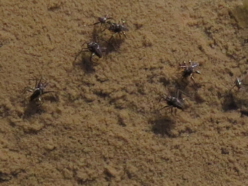 tiny water striders