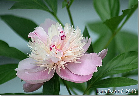 Peony_Pink_Sorbet2