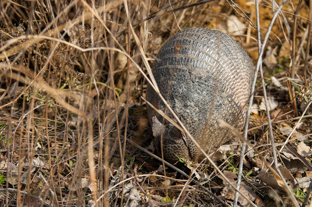 LLELA Armadillo