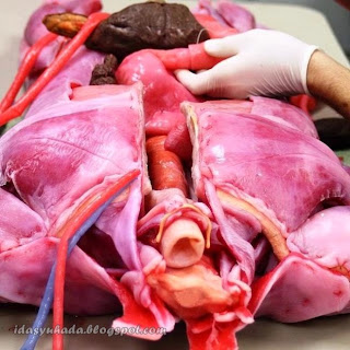 SynDaver Labs Kilang Membuat Tisu Badan Manusia di Florida