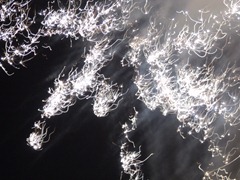 DSC06711