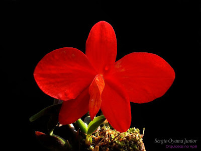 Mini-orquídea Sophronitis coccinea
