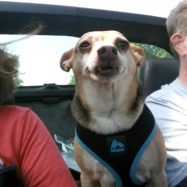 ScoobyDoo #chihuahua in the #corvette