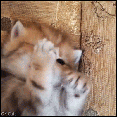 Cute Kitten GIF • Self grooming time for this tiny kitty. She is a so precious baby [ok-cats.com]
