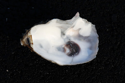 Japanske Oester - Japanse Oester - Crassostrea gigas