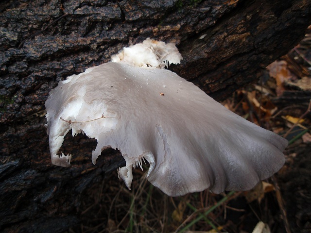 Pleurotus pulmonarius