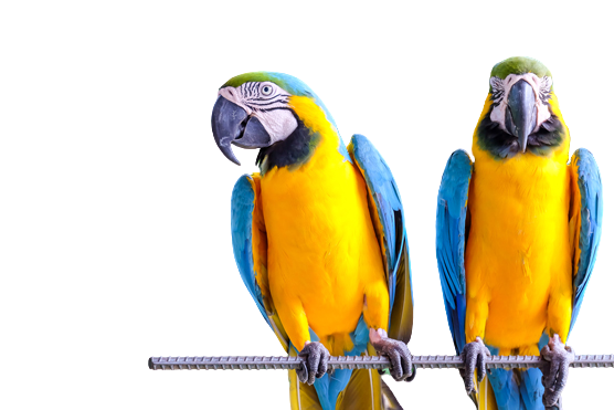 Parrot PNG Images with Transparent Background