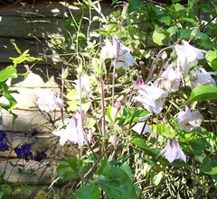 Pale Pink Columbine