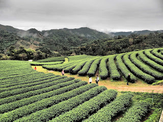 Thaïlande, Chiang Mai, plantations de thé de Doi Tung