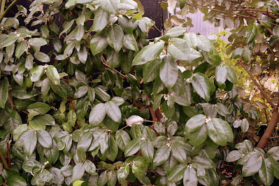 Elaeagnus Shrub