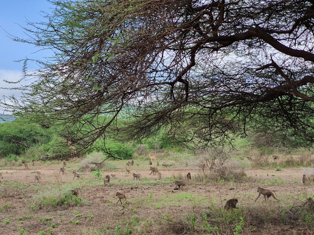 Lake Manyara