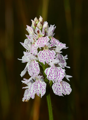 Heath Spotted Orchid (Dactylorhiza maculata)