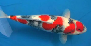 gambar ikan Koi Dainichi