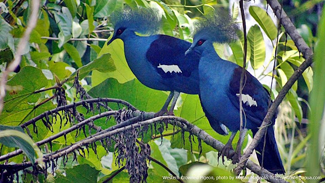 Bird tour in West Papua with Charles Roring