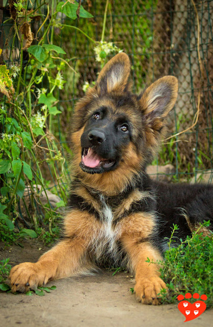 Why you should not use dominance to train dogs, like this cute GSD puppy