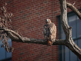 Amelia the resident female red-tailed hawk.