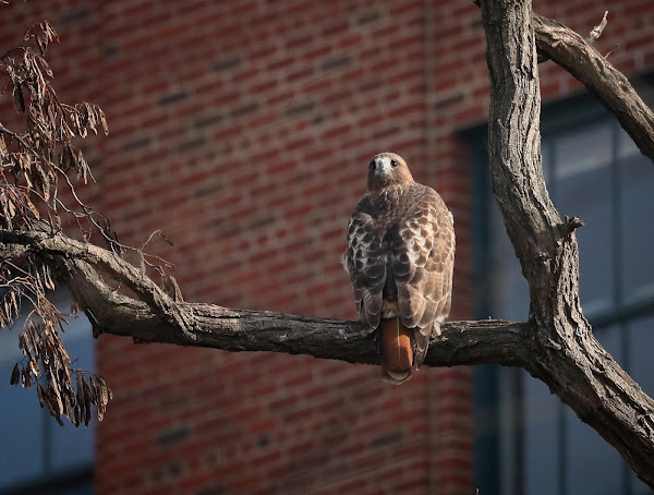 Amelia the resident female red-tailed hawk.