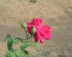 Rose flower