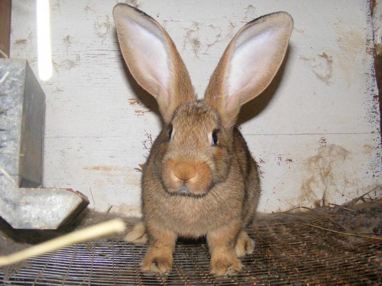 Flemish Giant Rabbit Cage