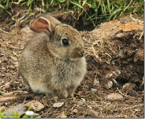 6 baby-bunny (2)