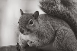 Squirrel Black And White