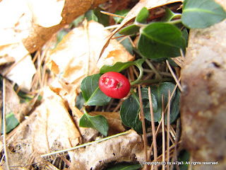 Partridge Berry