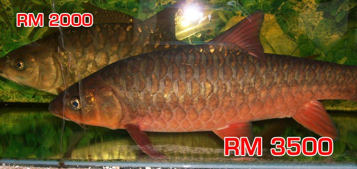 Biru Kehidupanku: Gambar-gambar Ikan Kelah di Malaysia