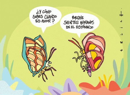 FRASES IMAGENES GRACIOSAS: AMOR ENTRE MARIPOSAS