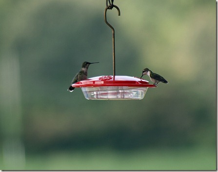 Ruby-throated hummingbirds at feeder, birds