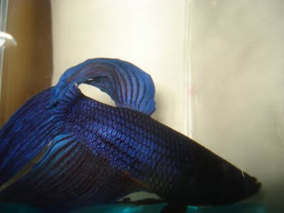 betta