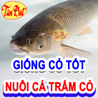 Top 5 giống cỏ nuôi cá trắm cỏ năng xuất tốt nhất hiện nay nên trồng tại nhà