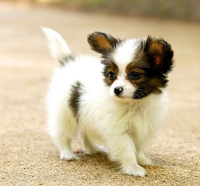 Papillon Puppies Pictures