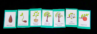 life cycle third grade