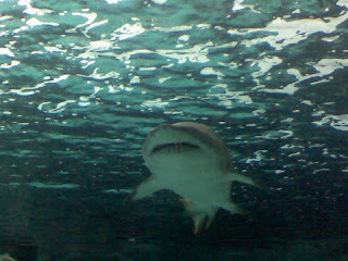 Shark from Ripley's Aquarium (Anne Helmenstine)