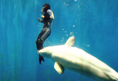 A beluga whale rescues a drowning woman in Harbin, China. 