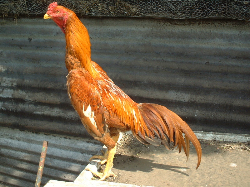 Mengenal warna - warna dasar pada ayam Bangkok - JAWARA ...