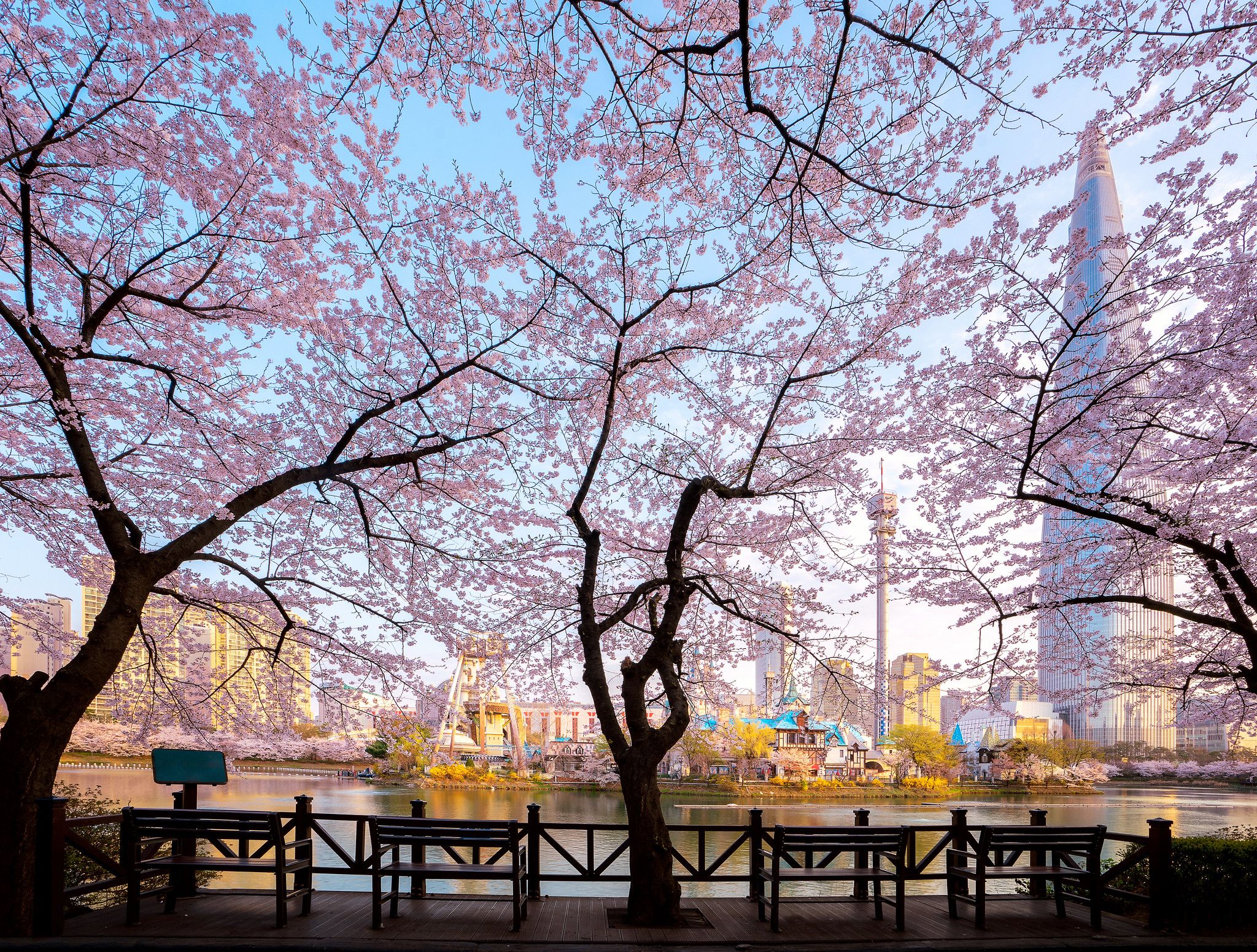 بحيرة سوكتشون تفتح أزهار الكرز في كوريا الجنوبية 2023