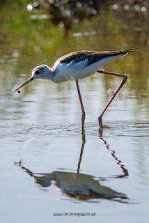 Wildlifefotografie Neretva Delta Stelzenläufer Olaf Kerber