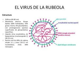 Hindari Virus Campak dan Rubella