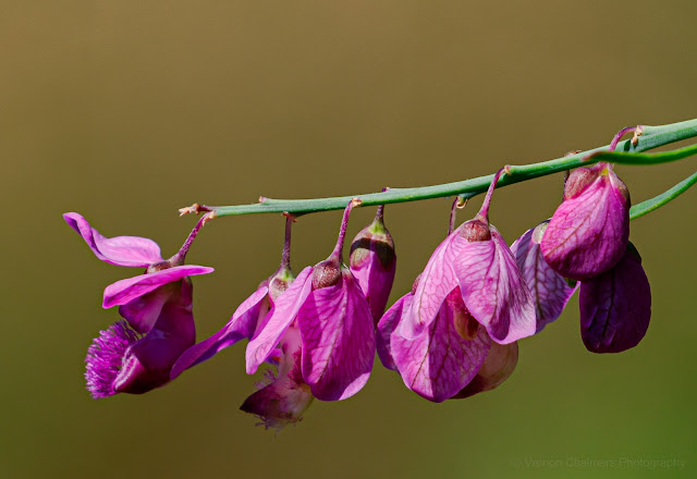 Pink Wildflowers Kirstenbosch Garden Copyright Vernon Chalmers Photography