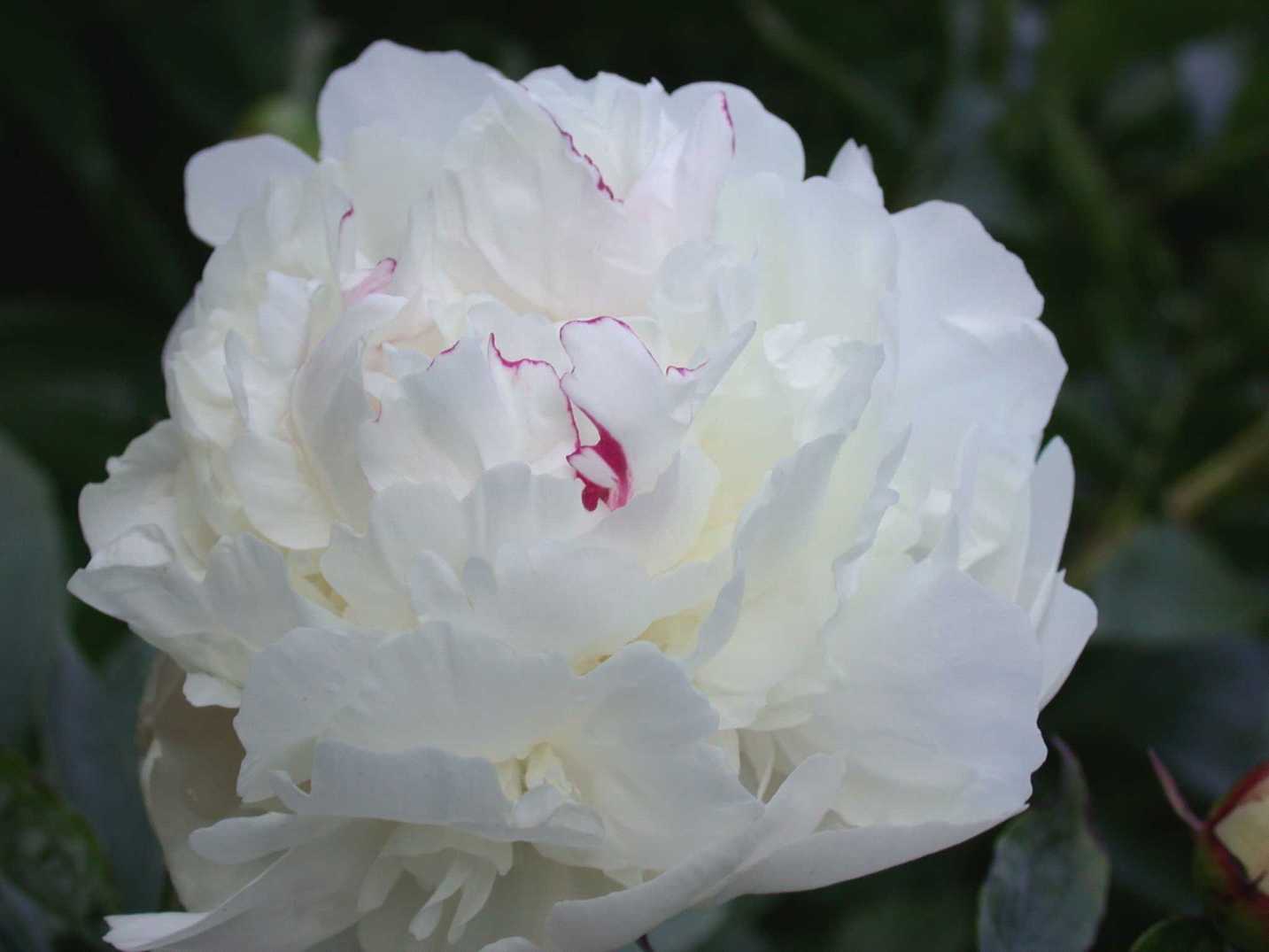 拈花惹草集 牡丹 芍藥 Tree And Herbaceous Peony