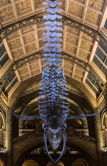 The Blue Whale Skeleton - Natural History Museum Los Angeles